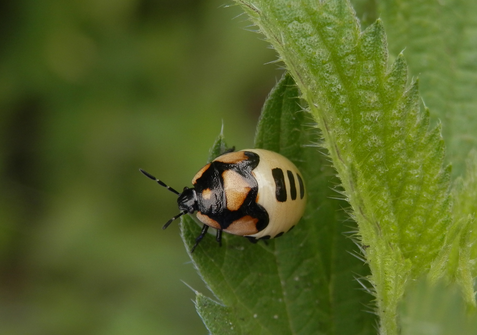 Schwarzweiße Erdwanze (Tritomegas bicolor) - Letztes Larvenstadium Foto ...