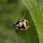 Schwarzweiße Erdwanze (Tritomegas bicolor) - Letztes Larvenstadium