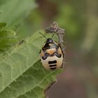 Schwarzweiße Erdwanze (Tritomegas bicolor) - Letztes Larvenstadium