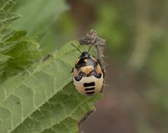 Schwarzweiße Erdwanze (Tritomegas bicolor) - Letztes Larvenstadium