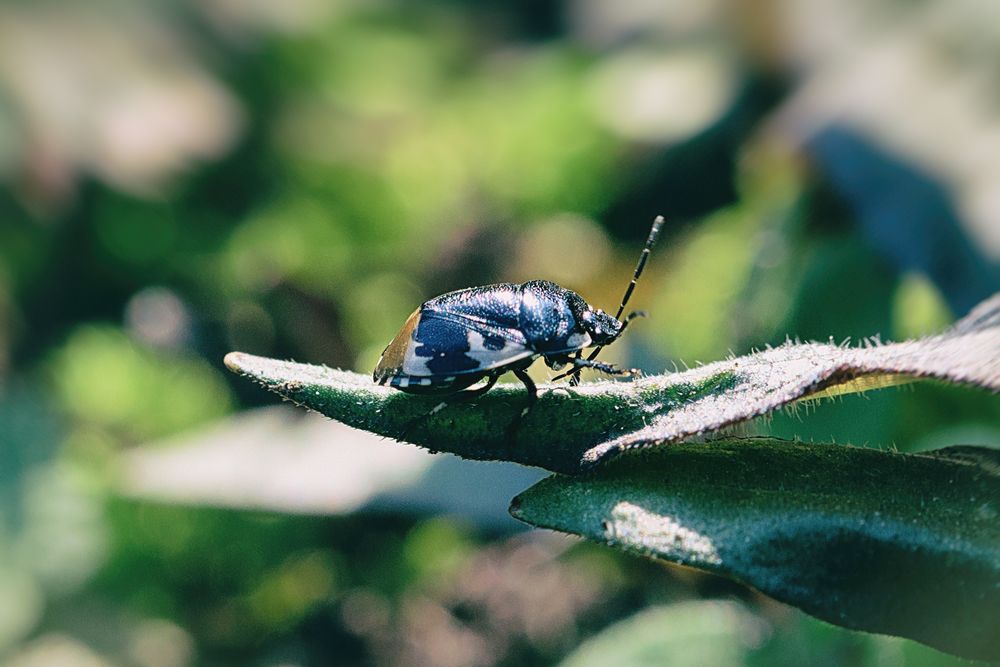 Schwarzweiße Erdwanze (Tritomegas bicolor), pied shieldbug