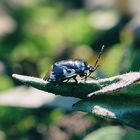 Schwarzweiße Erdwanze (Tritomegas bicolor), pied shieldbug