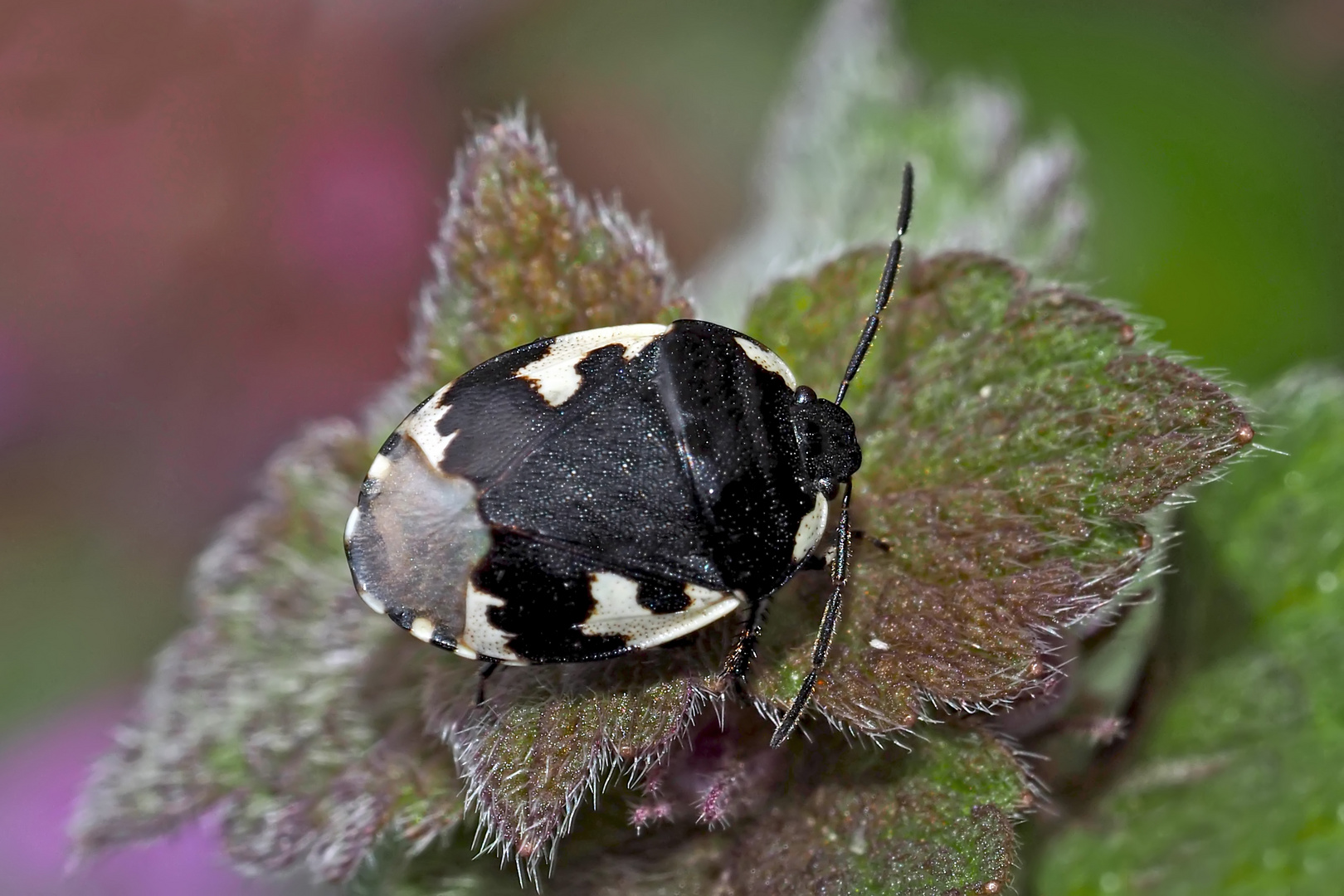  Schwarzweiße Erdwanze (Tritomegas bicolor) - Une punaise sur sa plante préférée!