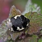  Schwarzweiße Erdwanze (Tritomegas bicolor) - Une punaise sur sa plante préférée!