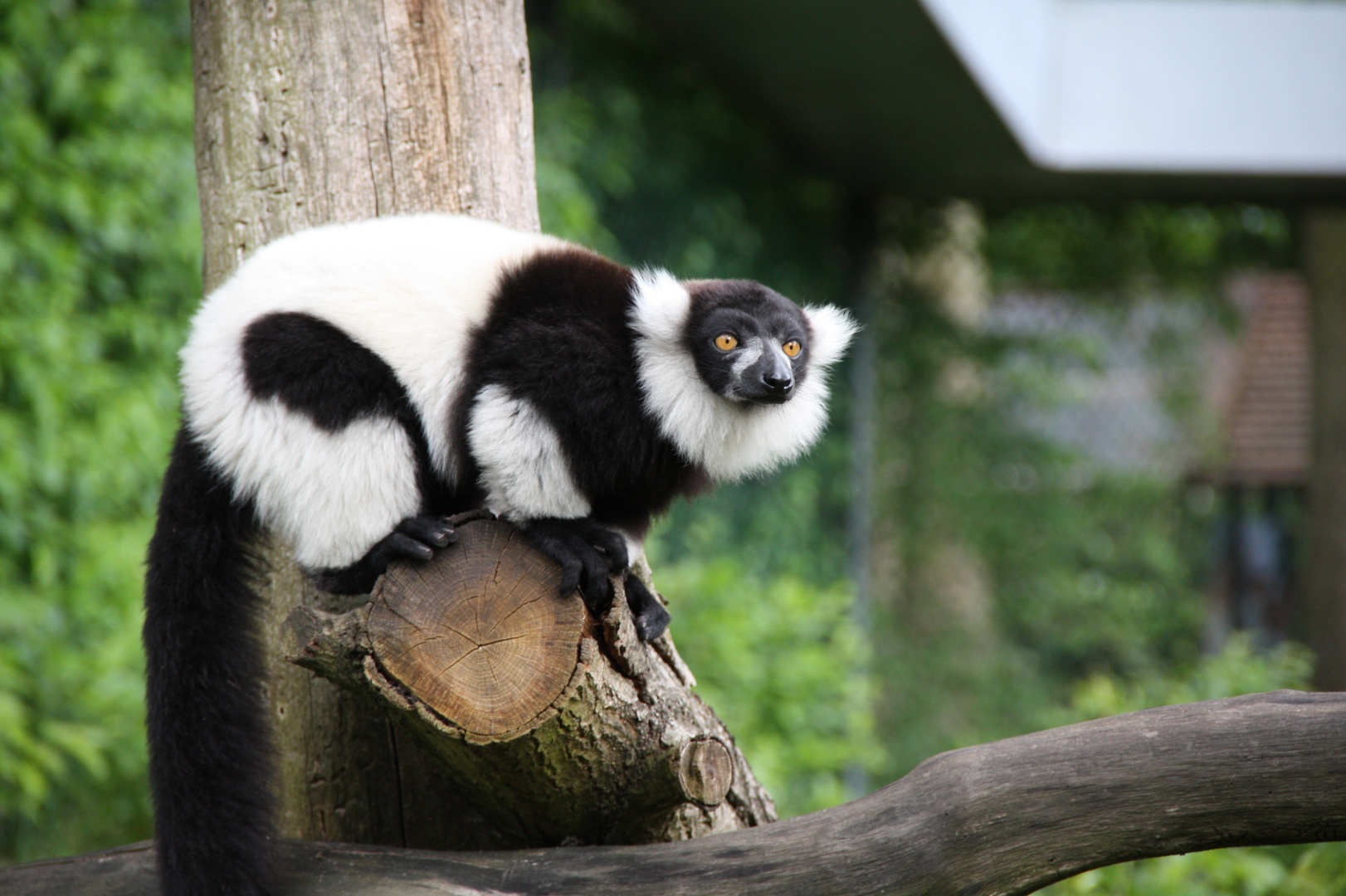 schwarzweiße Grüße aus Madagaskar Foto &amp; Bild | tiere, zoo, wildpark ...
