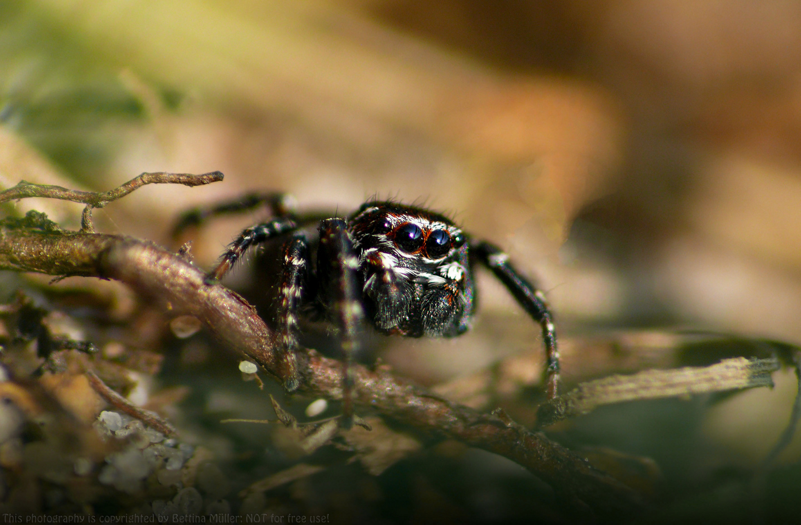 Schwarz/Weiße Springspinne (Calositticus inexpectus))