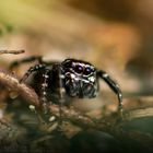 Schwarz/Weiße Springspinne (Calositticus inexpectus))