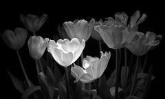 Schwarzweiße Tulpen....