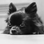 Schwarzweißer Chihuahua (1)