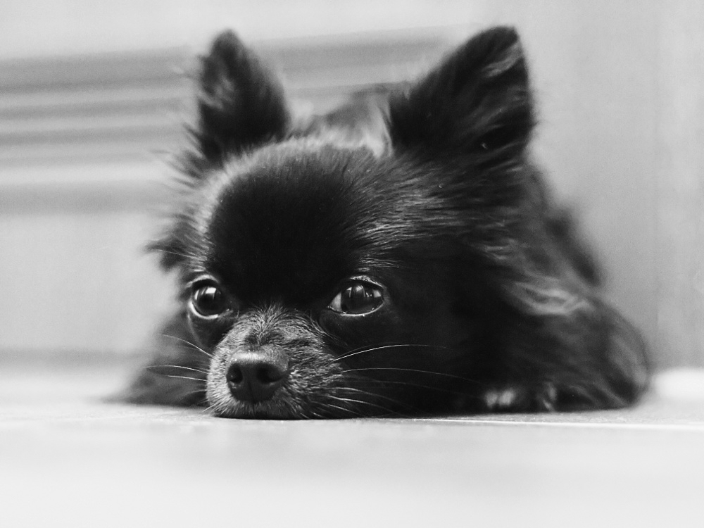 Schwarzweißer Chihuahua (1)