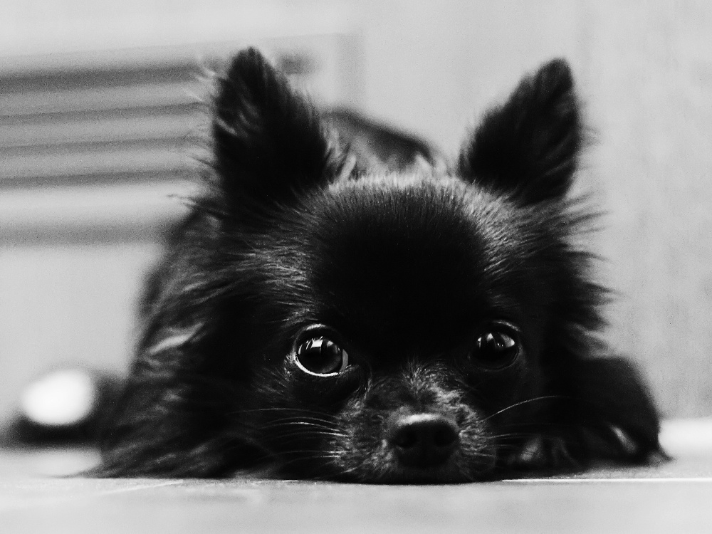 Schwarzweißer Chihuahua (2)