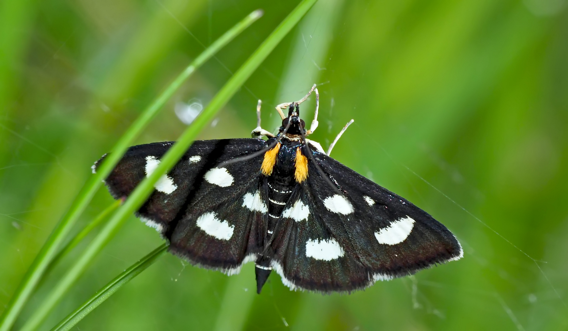 Schwarzweißer Fleckenzünsler (Anania funebris) - Le Botys à huit taches.