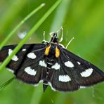 Schwarzweißer Fleckenzünsler (Anania funebris) - Le Botys à huit taches.