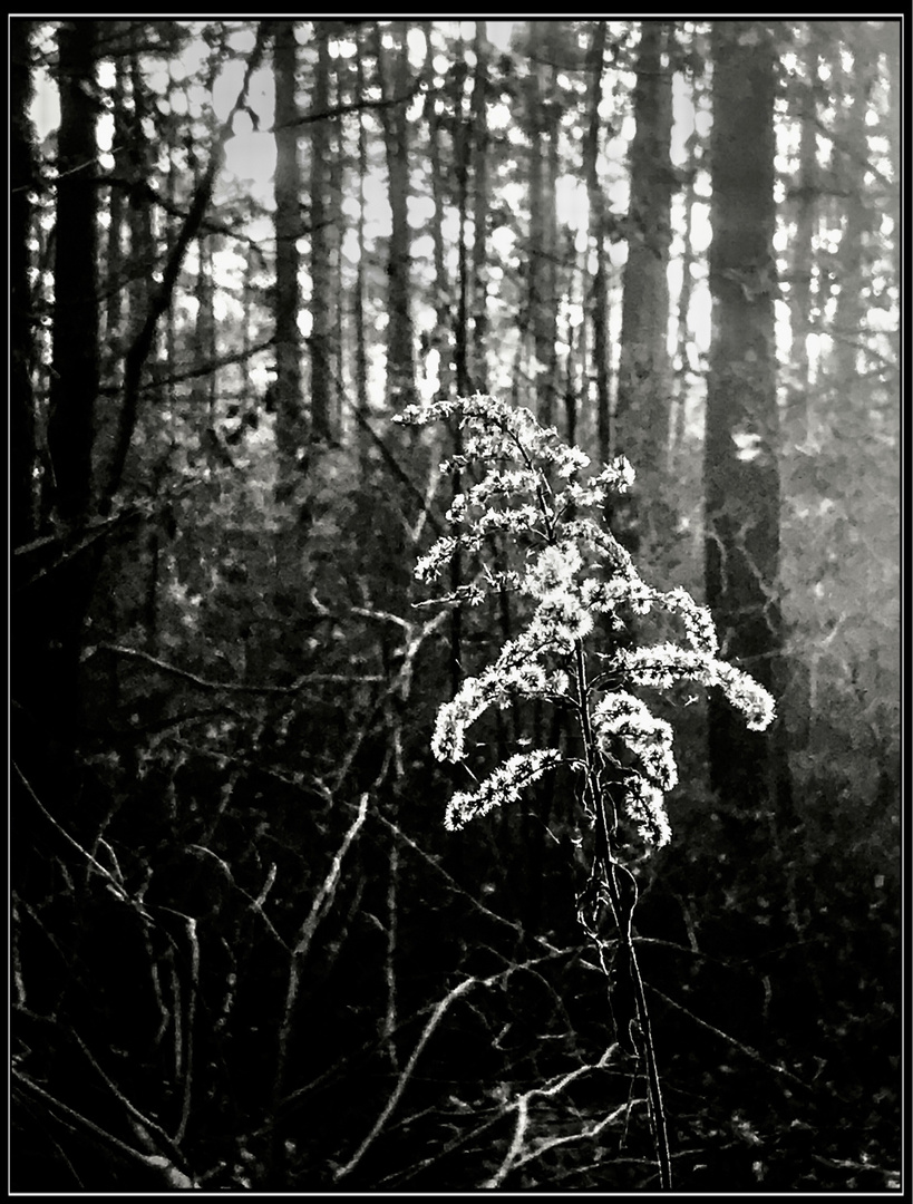 Schwarzweißer Freitag 01.01.21