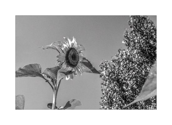 Schwarzweißer Freitag 02.06.23