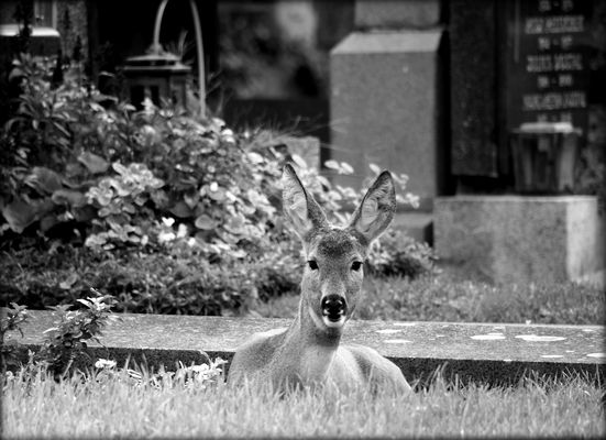 Schwarzweißer Freitag
