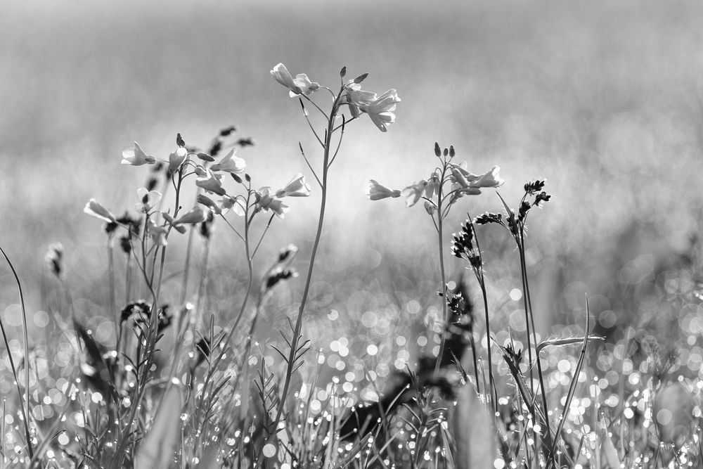 Schwarzweißer Freitag am 21.05.21