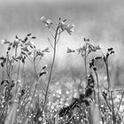 Schwarzweißer Freitag am 21.05.21