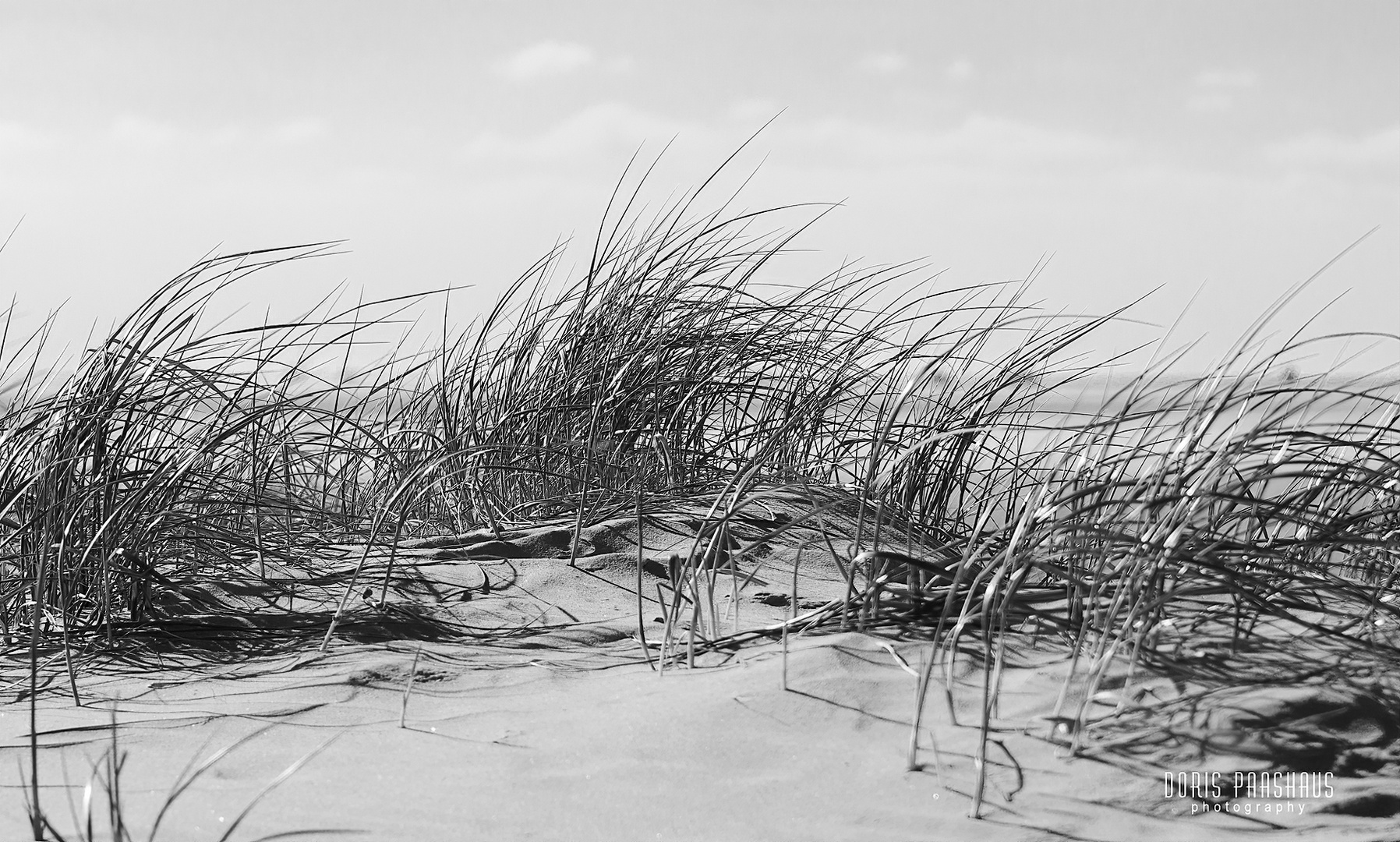 Schwarzweißer Freitag auf der Düne