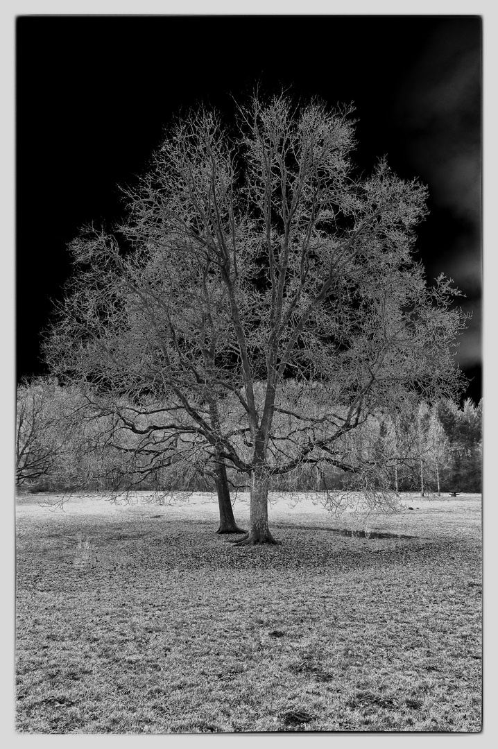 schwarzweißer Freitag - Baum