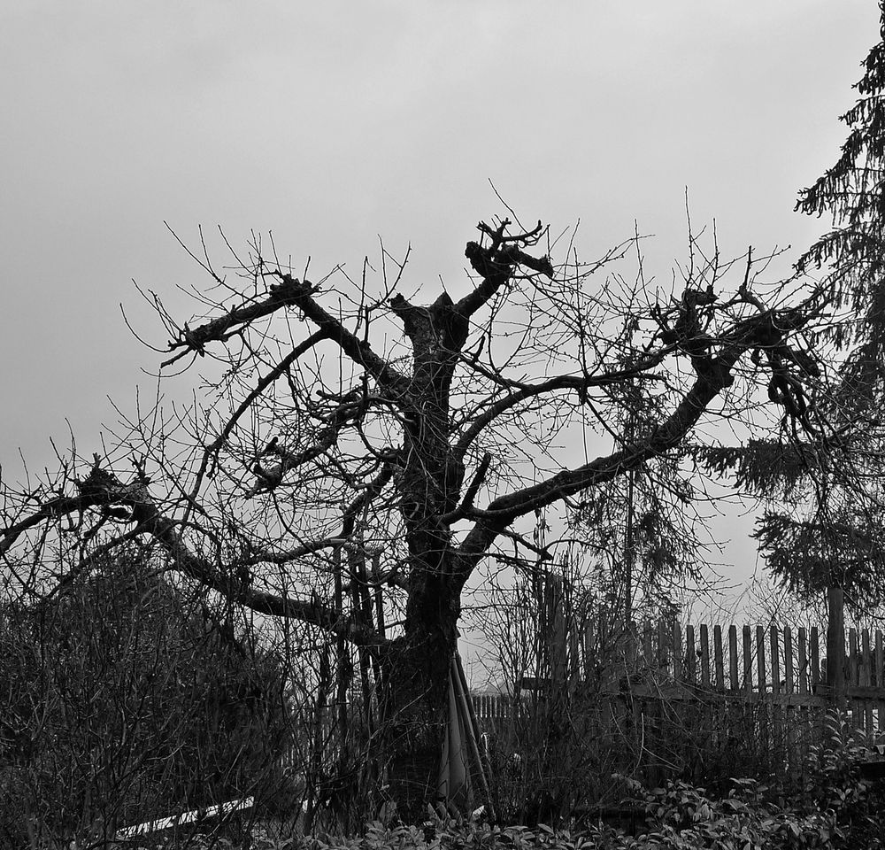 schwarzweißer Freitag -Baum 