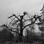 schwarzweißer Freitag -Baum 