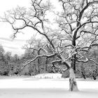 Schwarzweißer Freitag - Die schönen Seiten des Winters