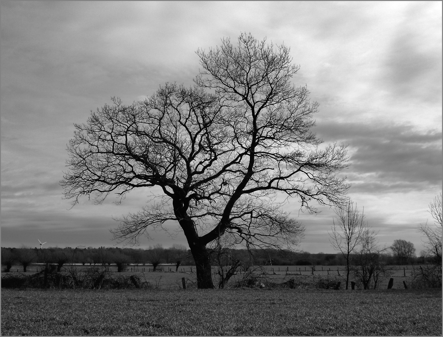 Schwarzweißer Freitag: Ein knorriger Baum im Frühjahr