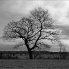 Schwarzweißer Freitag: Ein knorriger Baum im Frühjahr