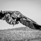 Schwarzweisser Freitag - Geier im Anflug