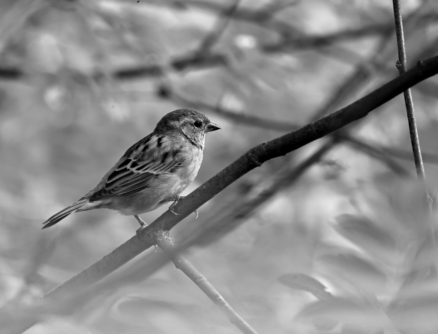 Schwarzweißer Freitag -  Haussperling -monochrome-