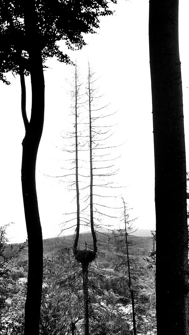 Schwarzweißer Freitag im Wald