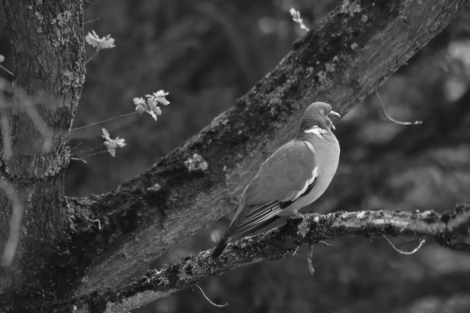  Schwarzweißer Freitag - mit einer Taube voller Inbrunst -monochrome-