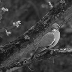  Schwarzweißer Freitag - mit einer Taube voller Inbrunst -monochrome-