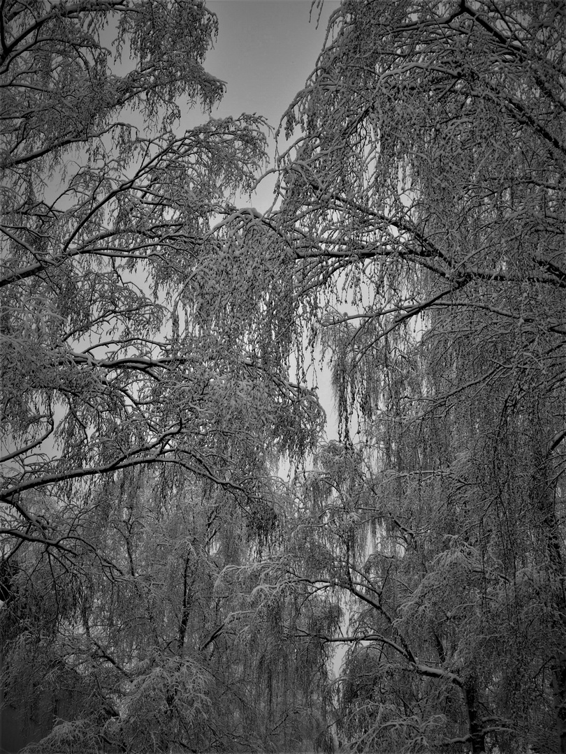 Schwarzweißer Freitag -Schneeverhangene Bäume 2010 in Münster