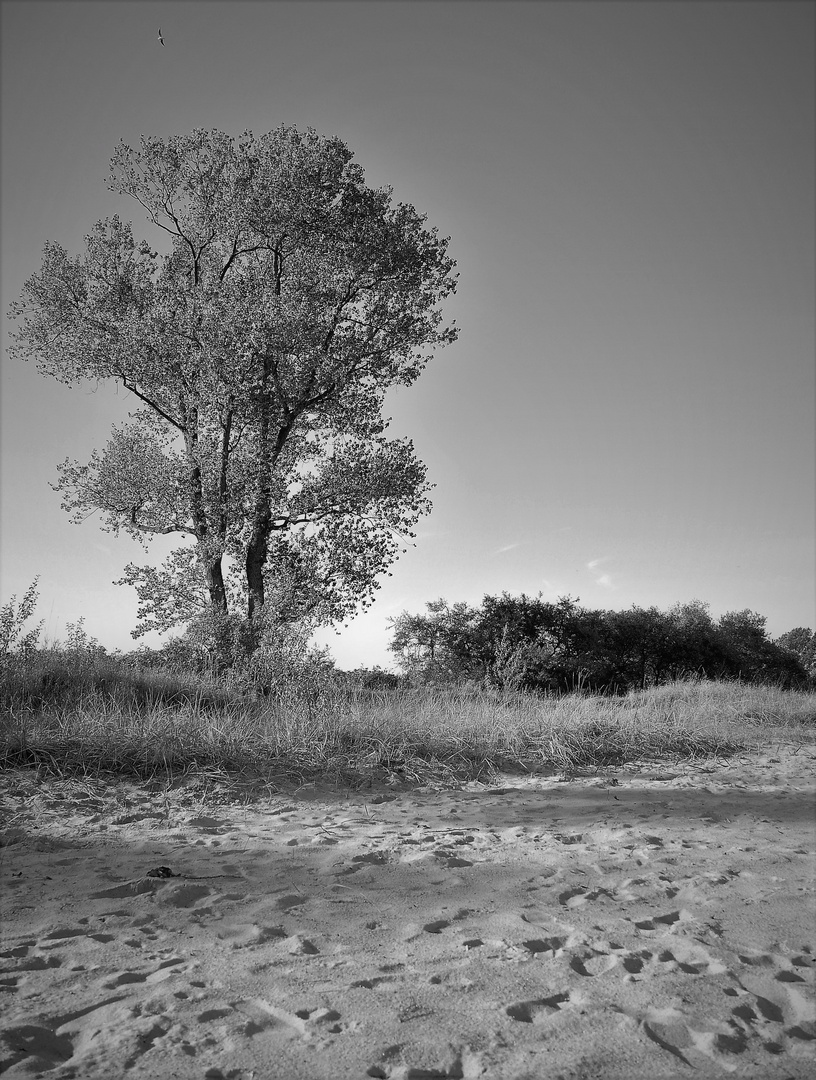 Schwarzweißer Freitag - Strand am Wohlenberger Wiek