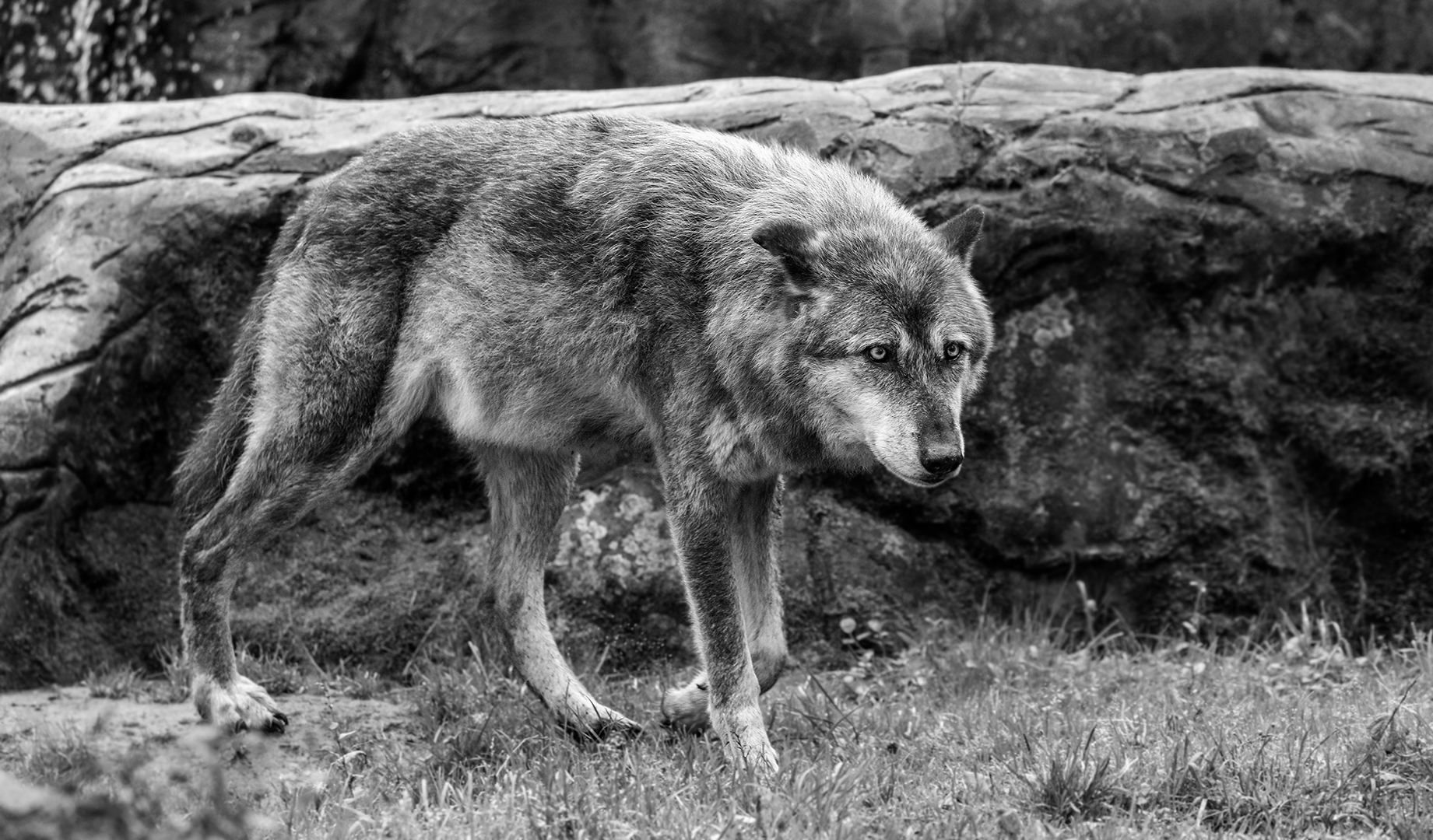 Schwarzweißer Freitag - Timberwolf