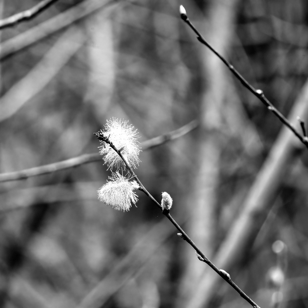  Schwarzweißer Freitag - Weidekätzchen -monochrome-