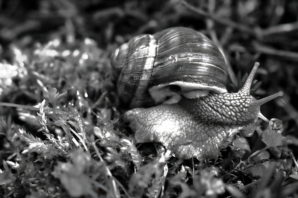 Schwarzweißer Freitag - Weinbergschnecke -monochrome-