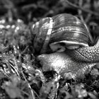 Schwarzweißer Freitag - Weinbergschnecke -monochrome-