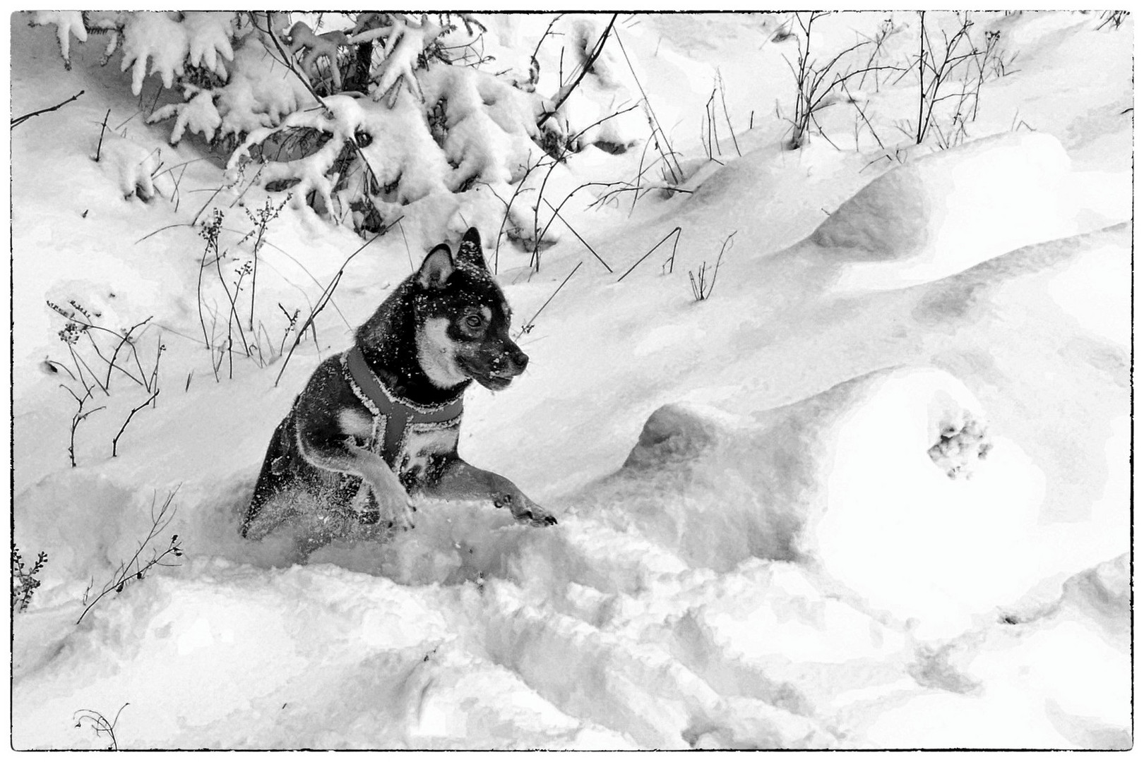 Schwarzweißer Freitag Yuna im Schnee