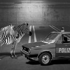 Schwarzweißer Freitag - Zebras vs. Streifenwagen