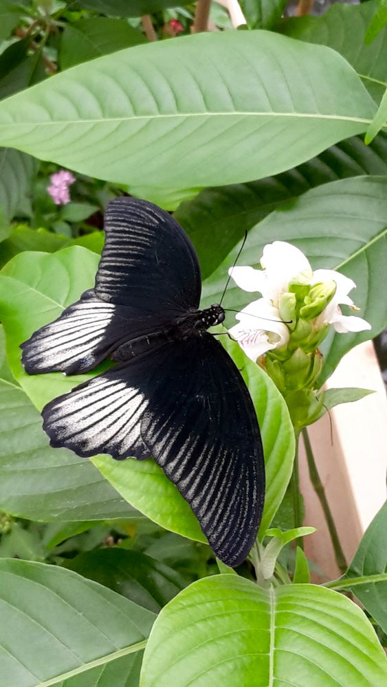 schwarzweißer Schmetterling