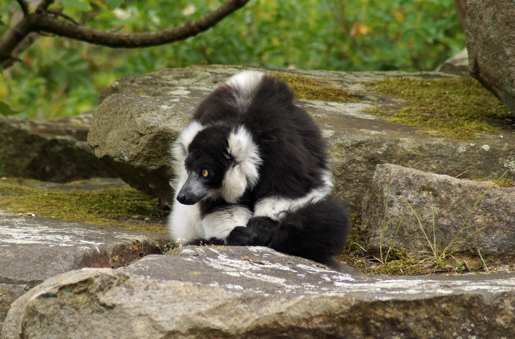 Schwarzweißer Vari im Zoo Münster