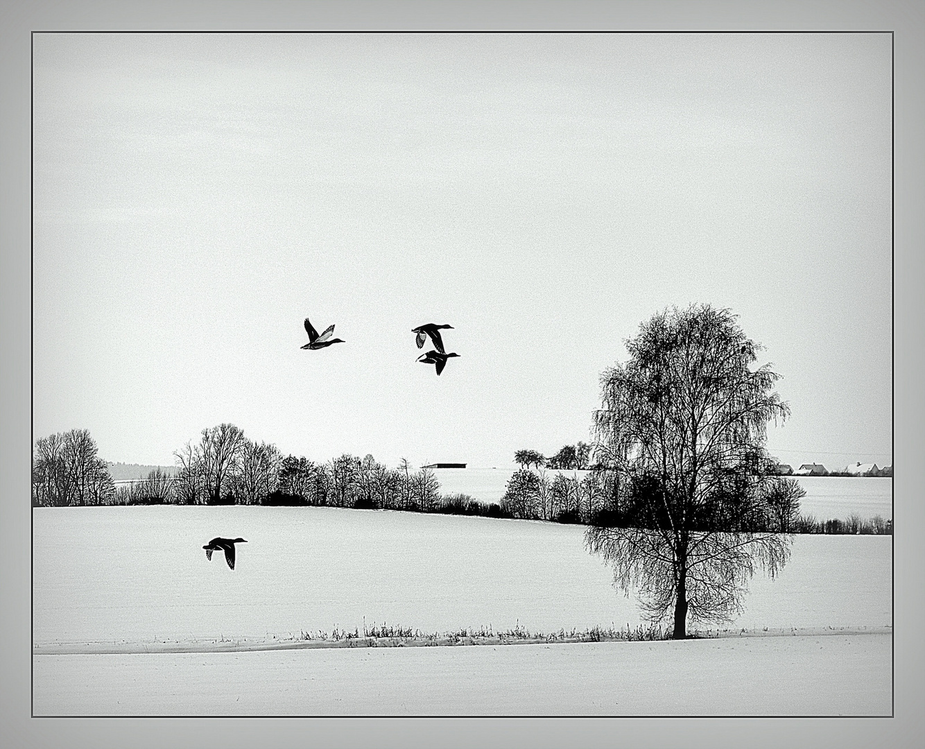 Schwarz/Weißer Winter...2...