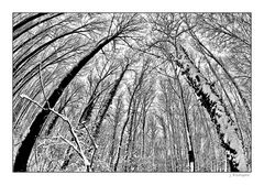 - schwarzweißer Winterwald -