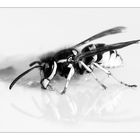 SchwarzWeißes [1] Die Wespe