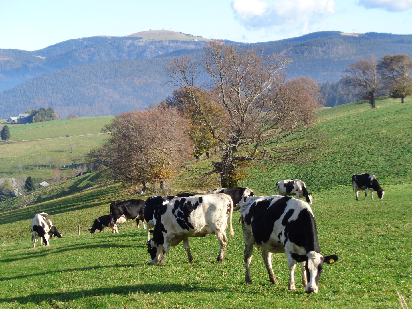 Schwarzweißes Fleckvieh bei Hofsgrund