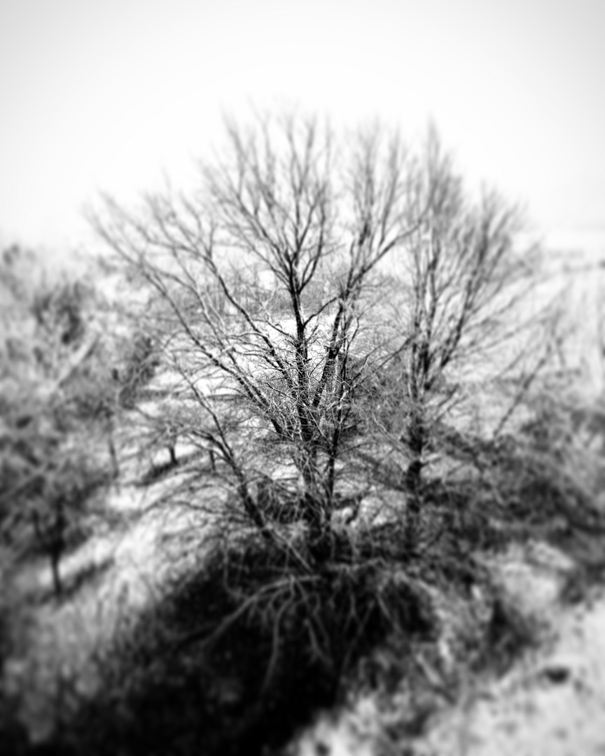 Schwarz/Weiß/Fotografie/Baum 