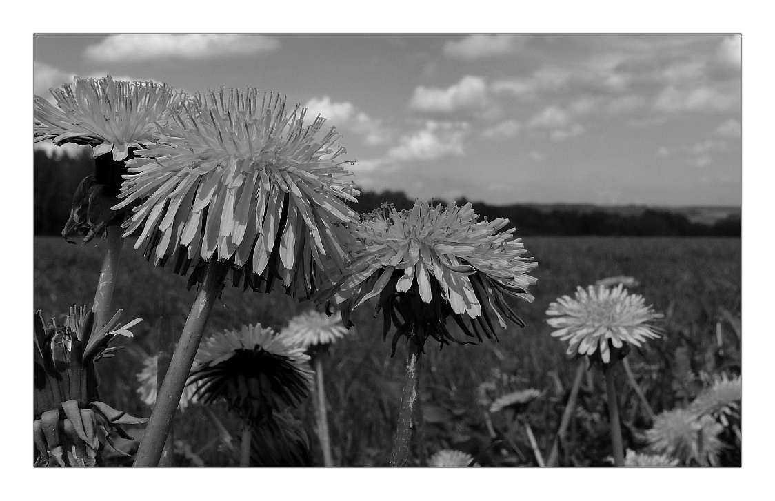 Schwarzweißfrühling (1)